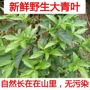 新鲜大青叶野生猪屎木头路边青鸭公青鸡屎青山靛青青蓝靛叶中草药