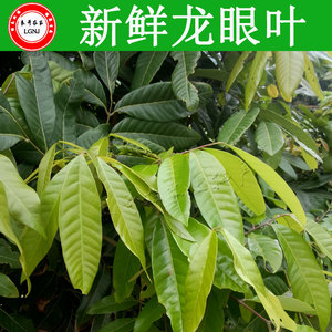 龙眼叶