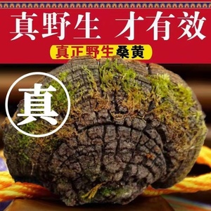 西藏波密正宗纯野生桑树桑黄补品药材林芝灵芝西藏自治区特产500g