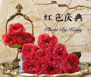 上海同城鲜花速递 进口超大花苞红色庆典玫瑰 家用鲜切花一扎起批