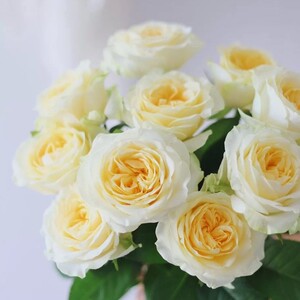 奶油杯单头玫瑰鲜花 稀少玫瑰花 上海直发家用水养插花婚礼鲜切花