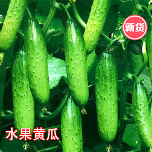 旱黄瓜种籽