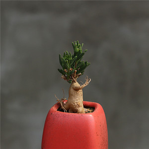 关关多肉花园多肉植物番杏冰花块根种子鲜花