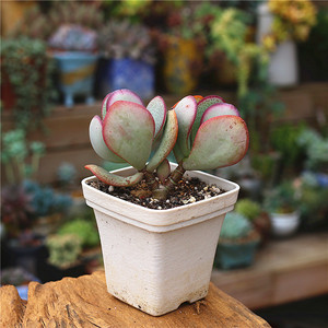 关关的多肉花园 厚叶蓝鸟 轮回花月 老桩 群生 玉树多肉植物