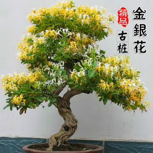 四季药用金银花老桩金银花树苗盆栽盆景爬藤庭院阳台攀援藤本食用