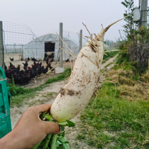 顺丰包邮←新鲜蔬菜白长水萝卜当天拔出发货嫩翠