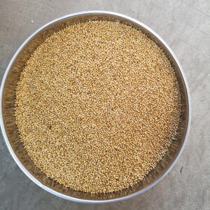 001人付款淘宝璐通杂交t8谷子种子 优质抗旱新谷种黄小米粮食种籽 春