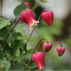 东篱园艺耐寒铁线莲樱桃唇天使舞裙胭脂扣多年生花园地栽爬藤花卉