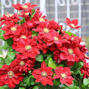 东篱园艺 正红色重瓣矮生大道铁线莲夏尔曼室内阳台盆栽花卉