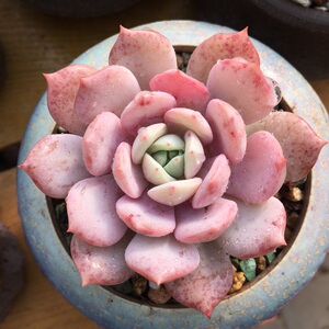 10#静雪#1001花房 有血斑 能出暗纹 果冻小萌物 杂交新品多肉植物