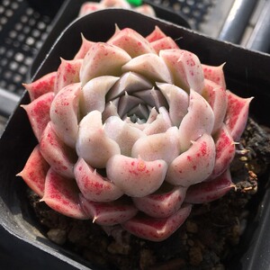 18号 1001花房 白月影杂 粉色多肉 杂交新品多肉植物