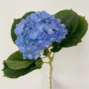 柔美系花卉 大海蓝绣球 大花头一枝独秀 家居水养花 婚庆鲜花布置