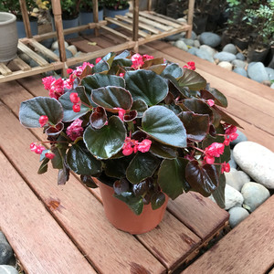 好养观花植物盆栽花卉老品种重瓣四季珍珠铜叶海棠大盆茂盛