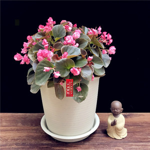 小花好养观花植物盆栽花卉铜叶红花重瓣四季珍珠海棠大盆茂盛热销