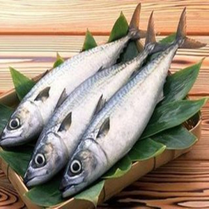 深海鲅鱼野生马鲛鱼新鲜鲜活海鱼水产鱼类当日上岸