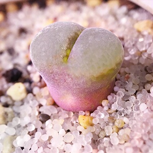骚粉佛肚绒面绒窗 彩色草莓蛋糕奶瓶绿眼睛冰风铃玉肉锥一物一拍