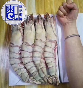 超大红虎虾红虎虾海虾新鲜海捕大虾海鲜水产鲜活冷冻特大巨型对虾