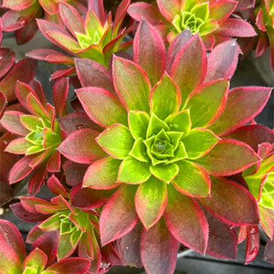 凤凰锦 多肉肉植物法师绿植花卉美杜莎黑紫灰羊绒欧嘉丽三仙 包邮