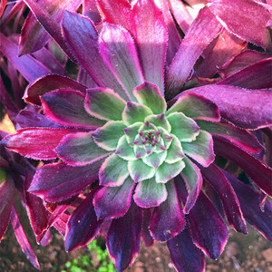 潘帕斯 多肉肉植物法师绿植美杜莎黑紫灰羊绒欧嘉丽三仙 包邮