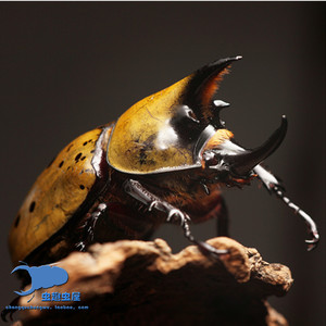 10.002人付款淘宝美东白兜幼虫 l1 l3  2021o0昨日0o同款货源500.