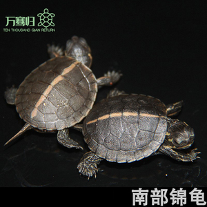万骞归南锦龟苗南部锦龟水龟乌龟活物 活体观赏龟宠物龟浅水龟