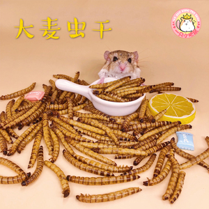 一只小肥鼠宠物零食仓鼠金丝熊刺猬自制宠物零食烘干大麦虫面包虫