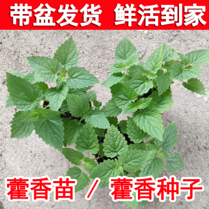 食用藿香苗带土藿香茶种苗盆栽广藿香叶苗种籽鱼香苗阳台植物香料