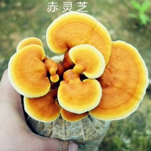 灵芝菌种原种母种栽培种 赤灵芝 紫 黑 芝菌包蘑菇种子优质菌种子
