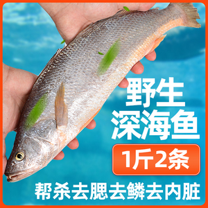 深海超大三牙鱼4斤新鲜冷冻海捕船冻三齿鱼进口海鲜黄鱼水产海鱼