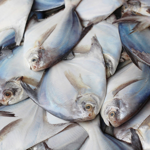 3斤包邮新鲜鱼鲳鱼海鲜水产鲜活冷冻深海昌鱼海鱼白鲳鱼鱼类500g