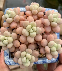 洛可可 达芙妮 多肉植物  一物一拍 拍摄于11月27号