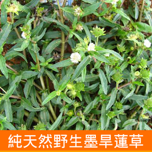 农家野生墨旱莲草新鲜现采现发黑墨草旱墨莲鳢肠草水旱莲 500g包