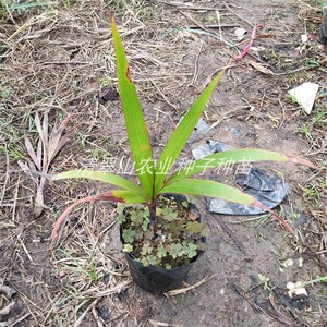 酒瓶椰子苗庭院盆栽绿化苗木四季常青观茎植物特惠大型室外观赏树