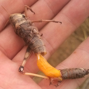 【蝗虫蚂蚱卵种】蝗虫蚂蚱卵种品牌,价格 - 阿里巴巴