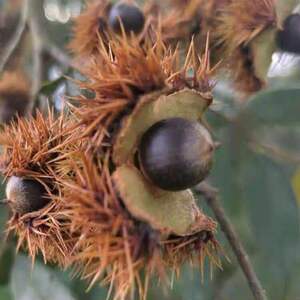 江西野生米锥子新鲜山锥子果圆子勾米毛栗子圆锥小板栗3斤包邮