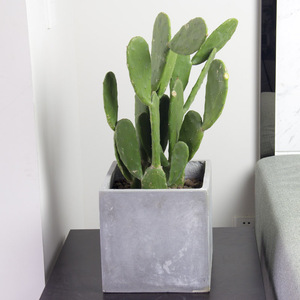 仙人掌盆栽多肉植物室内北欧风易养花卉绿植耐干旱盆景仅售成都
