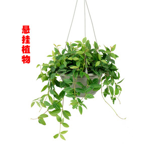 藤蔓植物常青阳台庭院爬藤绿植垂吊挂壁常春藤百万心绿宝石变色龙