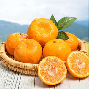 云南保山丑橘桔子丑八怪新鲜现摘应季水果10斤薄皮耙耙柑橘包邮