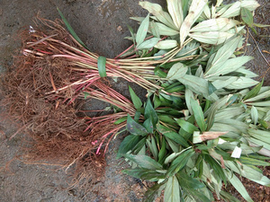 【追风伞中药】追风伞中药品牌,价格 - 阿里巴巴