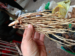 贵州野生百尾笋500g包邮 新鲜万寿竹根竹叶参宝铎草倒竹伞山竹花