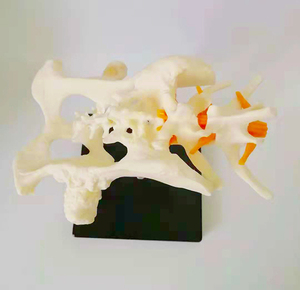 骨质疏松狗髋关节模型狗骨架动物骨骼犬科宠物兽医教学广东包邮