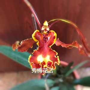 鬼兰兰花魔鬼