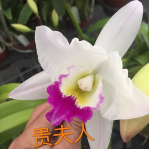 精品洋兰卡特兰贵夫人 蒂尼小可爱 喜鹊 花旦 金王子 法国狐狸