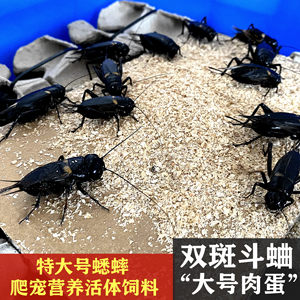 双斑斗蛐黄斑大号黑蟋蟀鬃狮蜥蜴爬宠龙鱼活物观赏活体饲料虫鸣虫
