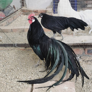 越南黑色长尾鸡种蛋受精蛋宠物鸡小型泰国观赏鸡受精蛋可孵化种蛋