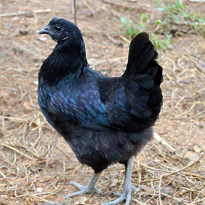 粉壳10枚五黑鸡种蛋受精蛋可孵化小鸡纯种柴鸡笨新鲜黑凤乌骨鸡蛋