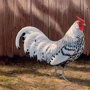 斑点波兰鸡种蛋可孵化受精鸡蛋进口一代观赏鸡