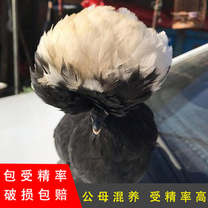 白头帽子鸡种蛋受精蛋观赏鸡白头翁宠物鸡可孵化包受精率20枚包邮