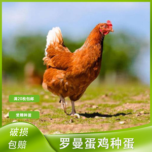 海兰褐受精蛋罗曼蛋鸡种蛋高产蛋王伊莎褐蛋鸡美国红毛鸡可孵化蛋