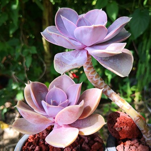 花传递多肉植物红心莲老桩肉肉花卉 紫珍珠大颗植物室内绿植盆栽